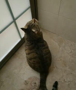 pjoy猫砂测评（彼悦猫砂测评）