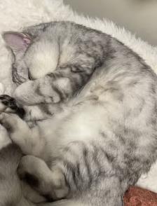 膨润土猫砂好坏（膨润土猫砂好坏怎么分）