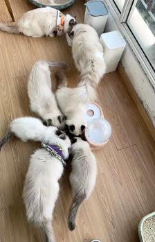 天然猫粮价格比（天然猫粮价格比高的多少钱）