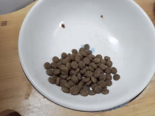 七个月大的猫可以吃成猫猫粮（七个月大的猫可以吃成猫猫粮吗）