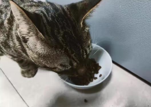 什么幼猫猫粮最好(什么幼猫猫粮最好吃)