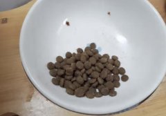 七个月大的猫可以吃成猫猫粮（七个月大的猫可以吃成猫猫粮吗）