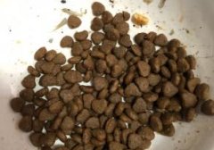 幼猫猫粮和成猫区别（幼猫猫粮和成猫区别大吗）