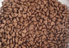 一岁猫吃幼猫猫粮（一岁猫吃幼猫猫粮可以吗）