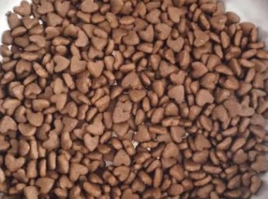 一岁猫吃幼猫猫粮（一岁猫吃幼猫猫粮可以吗）