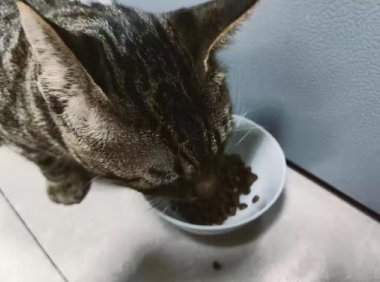 什么幼猫猫粮最好（什么幼猫猫粮最好吃）