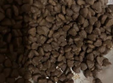 幼猫猫粮什么价（幼猫猫粮什么价位）